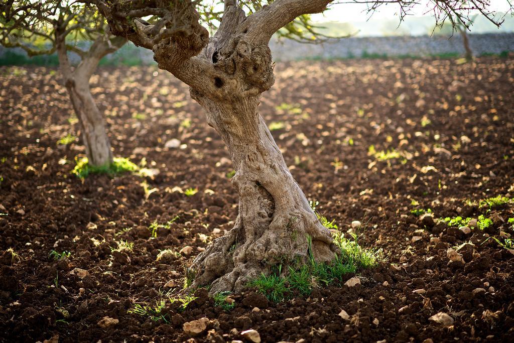 Masseria Ciavea Gioia Del Colle Buitenkant foto
